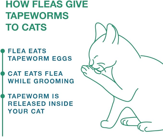 Elanco Tapeworm Dewormer (praziquantel tablets) for Cats and Kittens 6 Weeks and Older, 3-count Elanco