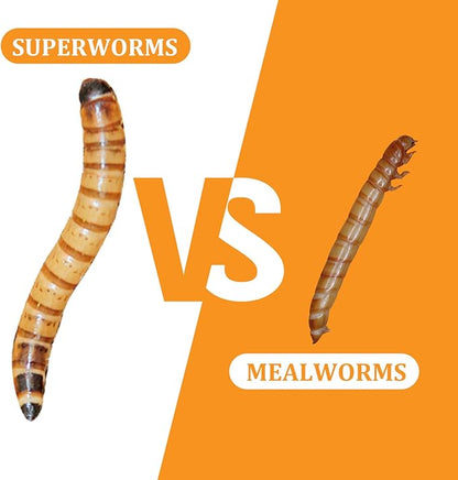 6 Pack Canned Superworms for Reptiles, Fish, Birds and Small Animals, Super Worms, Healthy High Protein Treat, Reptile Bird Fish Food 7.2 Ounces Total Jadingfarm