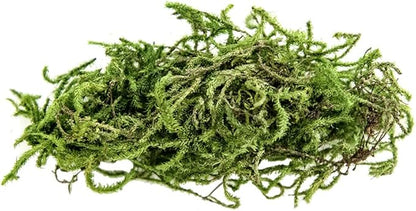 Galápagos (05213) Terrarium Green Sphagnum Moss, Natural, 4 Quart Galapagos
