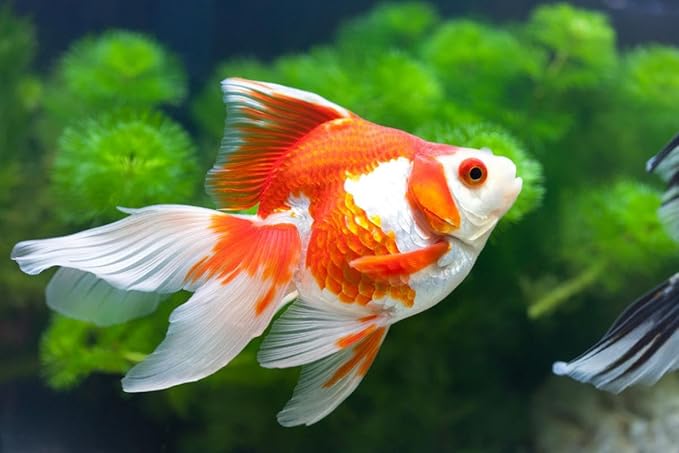Aquatic Foods Inc. Premium Community Tropical Fish Flakes. All-Around Flakes for Tetras, Livebearers, Gouramis, Anglefish, Cichlids, Goldfish, Guppies, Mollies 1/2-lb Bag Aquatic+Foods+Inc.