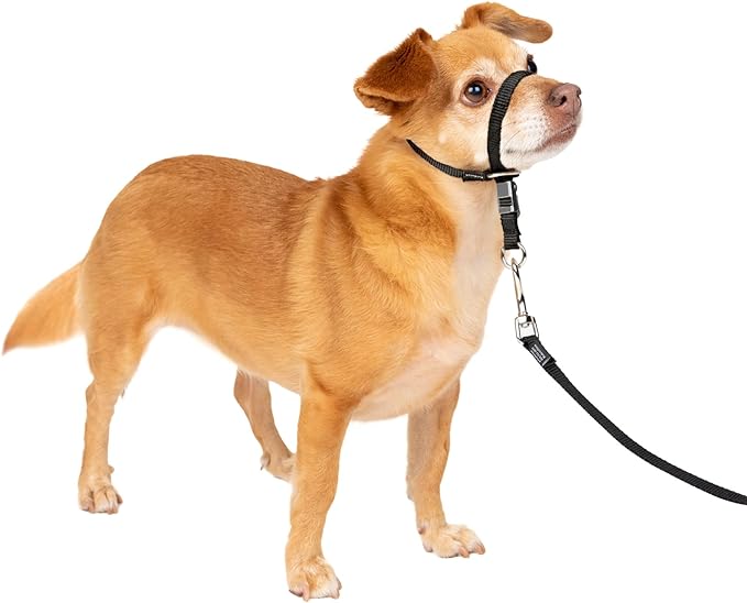 PetSafe Gentle Leader No-Pull Dog Headcollar - The Ultimate Solution to Pulling - Redirects Your Dog's Pulling for Easier Walks - Helps You Regain Control - Petite, Black PetSafe