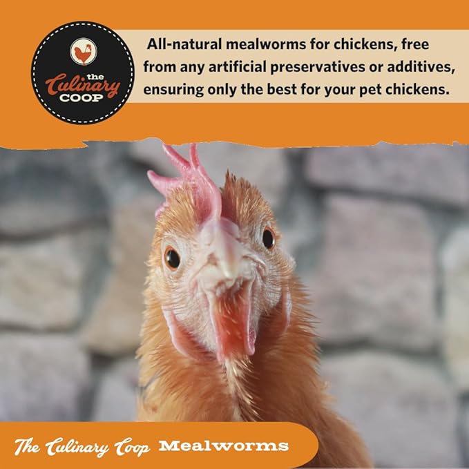 Fluker's Culinary Coop Premium Chicken Treats, Mealworms 3.5 oz, High Protein Worm, Nutritious Treat Flukers