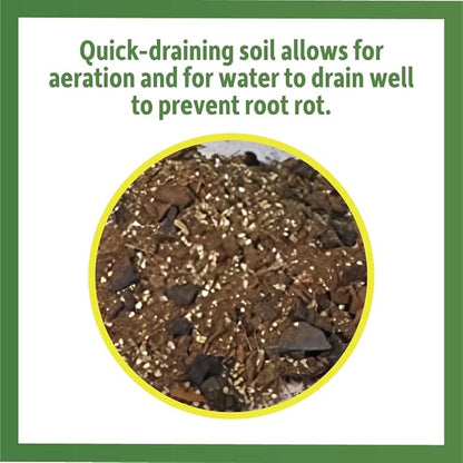 Josh's Frogs Sprig & Stone Terrarium Soil (1 Quart) JoshsFrogs