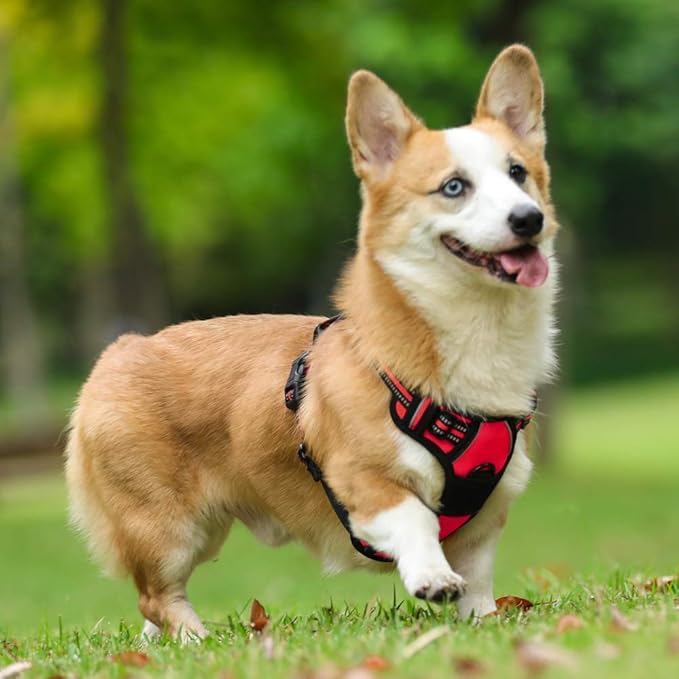 rabbitgoo Dog Harness, No-Pull Pet Harness with 2 Leash Clips, Adjustable Soft Padded Dog Vest, Reflective No-Choke Pet Oxford Vest with Easy Control Handle for Medium Dogs, Red, M - PAWPICO