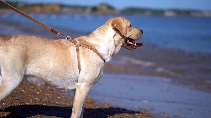 No Pull Dog Harness with Multifunction Dog Leash,Soft Adjustable No Choke Escape Proof Pet Harness Vest for Medium Dogs or Large Dogs,Khaki Camel,L Puppytie