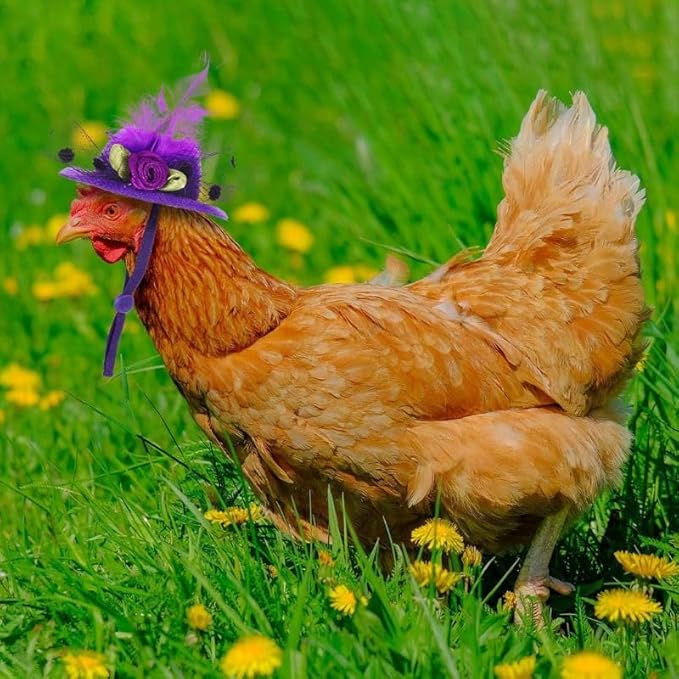 6 Pieces Chicken Hats for Hen Mini Hat Chicken Helmet Accessories Feather Top Hat Funny Small Hat Tiny Pet Hat with Adjustable Elastic Chin Strap for Animal Costume PAWPICO