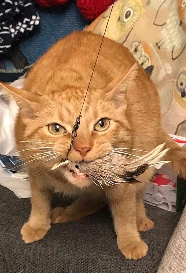 House Finch Bird Refill/Attachment- Fits Wildcat and Popular Bird and Mouse Type Wands/Poles - PAWPICO