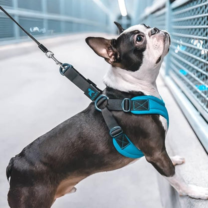 Gooby Escape Free Sport Harness - Turquoise, Large - No Choke Step-in Patented Neoprene Small Dog Harness, Four-Point Adjustment - Perfect on The Go Dog Harness for Medium Dogs No Pull and Small Dogs Gooby