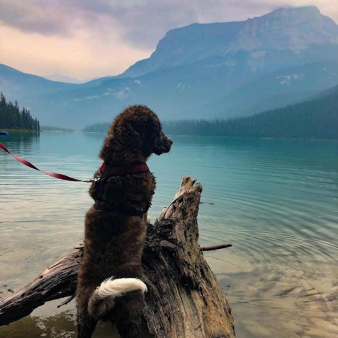 Gooby Comfort X Head In Harness - Pink, X-Large - No Pull Small Dog Harness Patented Choke-Free X Frame - Perfect on the Go Dog Harness for Medium Dogs No Pull or Small Dogs for Indoor and Outdoor Use Gooby