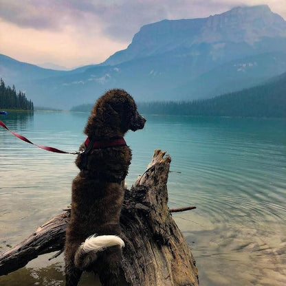 Gooby Comfort X Head in Harness - Red, Large - No Pull Small Dog Harness, Patented Choke-Free X Frame - Perfect on The Go Dog Harness for Medium Dogs No Pull or Small Dogs for Indoor and Outdoor Use Gooby