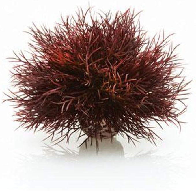 biOrb Sea Lily Crimson biOrb