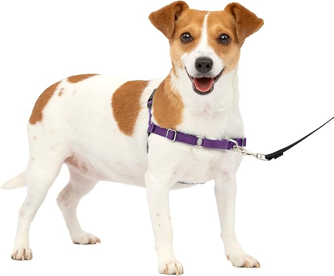 PetSafe Easy Walk No-Pull Dog Harness - The Ultimate Harness to Help Stop Pulling - Take Control & Teach Better Leash Manners - Helps Prevent Pets Pulling on Walks, Small, Deep Purple/Black PetSafe