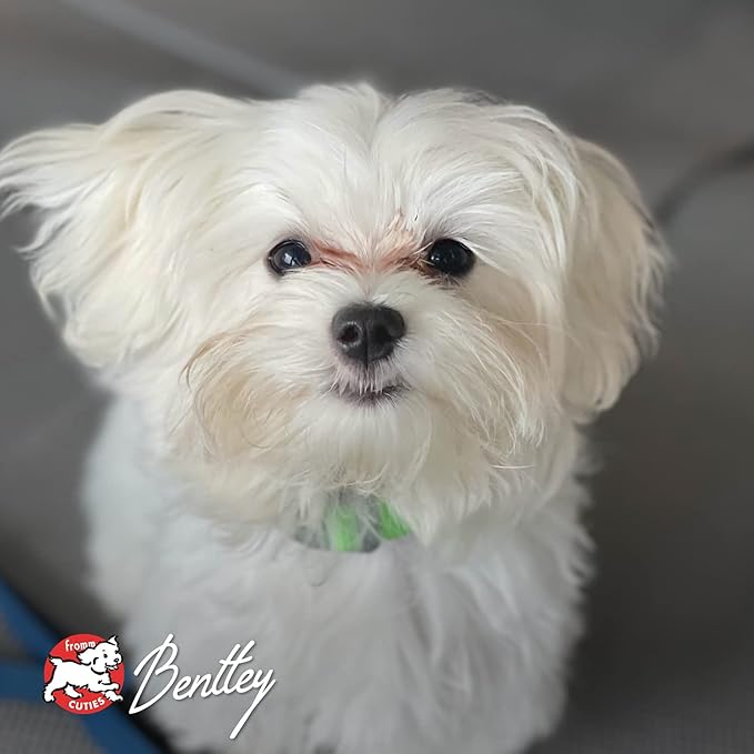 Fromm Four-Star Nutritionals Hasen Duckenpfeffer Dog Food - Premium Dry Dog Food - Rabbit Recipe - 26 lb - PAWPICO