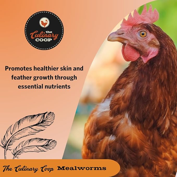 Fluker's Culinary Coop Premium Chicken Treats, Mealworms 3.5 oz, High Protein Worm, Nutritious Treat Flukers
