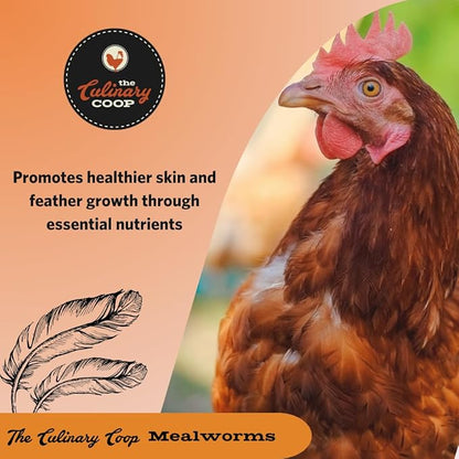 Fluker's Culinary Coop Premium Chicken Treats, Mealworms 3.5 oz, High Protein Worm, Nutritious Treat Flukers