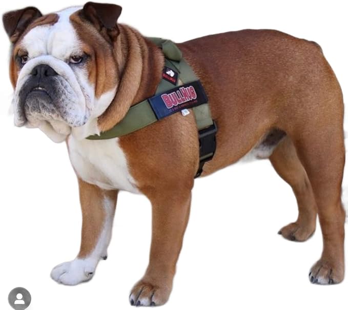 BULLHUG Harness – Made for Larger Chested Dogs Like English Bulldogs, French Bulldogs, Pugs & More. Stops Dogs from Pulling & Choking on Walks (Olive Green, Medium) BULLHUG