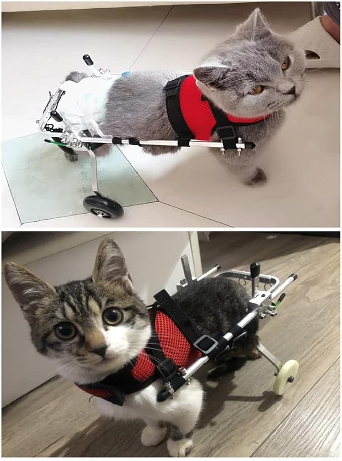 Cat Wheelchair Adjustable 2 Wheels Pet Wheelchair Lightweight Cat Barrier Wheels for Rehabilitation Aid for The Back Legs of Aging, Disabled, Injured, Arthritis, Weak Cats/Pets (XS) PAWPICO