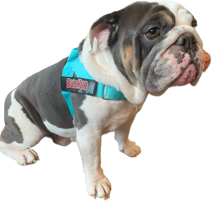 BULLHUG Harness – Made for Larger Chested Dogs Like English Bulldogs, French Bulldogs, Pugs & More. Stops Dogs from Pulling & Choking on Walks (Tiff-Blue, Large) BULLHUG