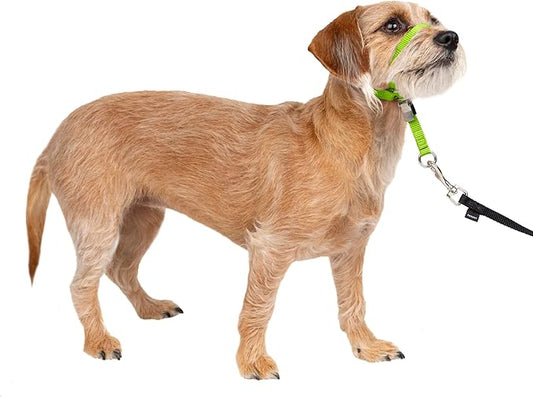 PetSafe Gentle Leader No-Pull Dog Headcollar - The Ultimate Solution to Pulling - Redirects Your Dog's Pulling for Easier Walks - Helps You Regain Control - Small, Apple Green PetSafe