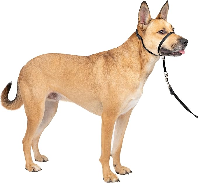 PetSafe Gentle Leader No-Pull Head Collar for Dogs, Dog Head Collar - The Ultimate Solution to Pulling, Padded Nose Loop, Quick-Snap Neck Strap, Dog Halter, Medium - Black PetSafe