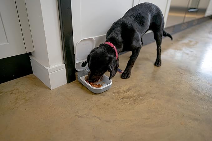 Cat Mate C100 Single Meal Automatic Pet Feeder for Cats and Small Dogs (no ice Pack) - PAWPICO