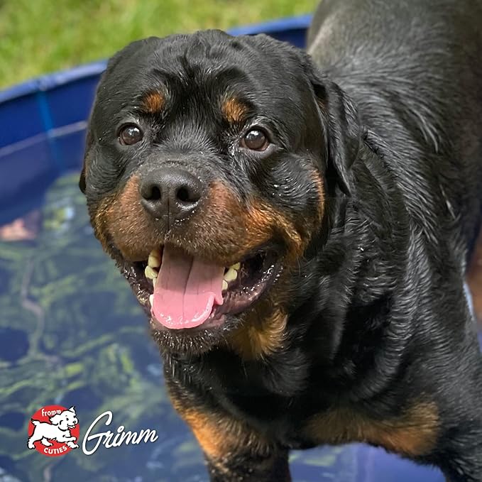 Fromm Four-Star Nutritionals Whitefish & Potato Dog Food - Premium Dry Dog Food - Whitefish Recipe - 26 lb - PAWPICO