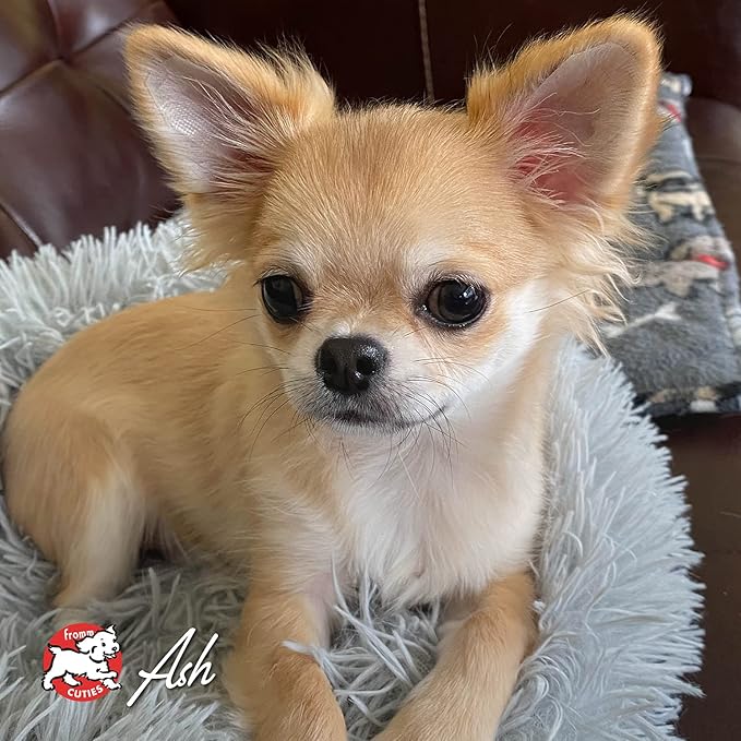 Fromm Four-Star Salmon Tunalini Dog Food, 26 Lb - PAWPICO