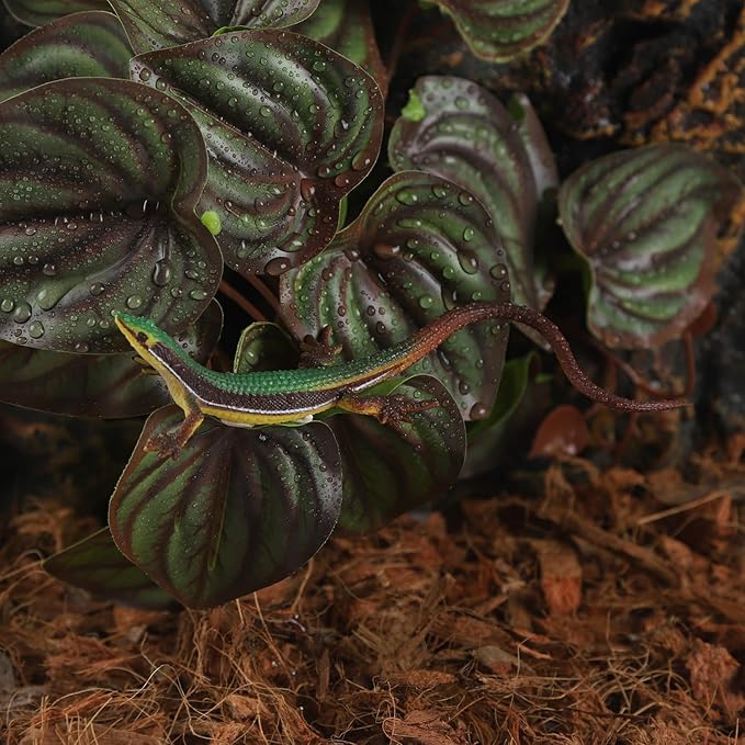 Fake Reptile Plants for Reptile Terrarium Plants, Reptile Plant Décor, Turtle Tank Plants with Suction Cup IBWell