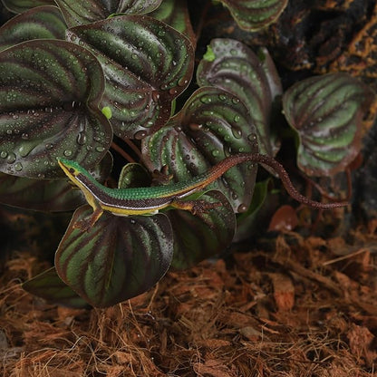 Fake Reptile Plants for Reptile Terrarium Plants, Reptile Plant Décor, Turtle Tank Plants with Suction Cup IBWell