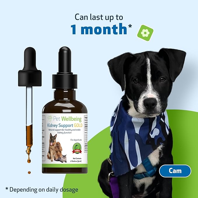 Pet Wellbeing Kidney Support Gold for Dogs - Healthy Kidney Function, Fluid Balance, Energy Levels, Normal Appetite, Rehmannia, Dong Quai - Veterinarian-Formulated Herbal Supplement 2 oz (59 ml) PetWellbeing