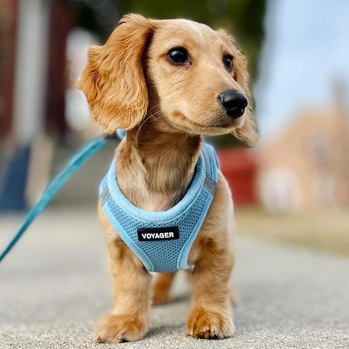 Voyager Step-In Air Dog Harness - All Weather Mesh, Reflective, No Pull Harness for Small, Medium Dogs, Cats - Secure with Hook & Loop Fastener, Buckle, Double D-Rings - Baby Blue, XXXS BestPetSuppliesLLC