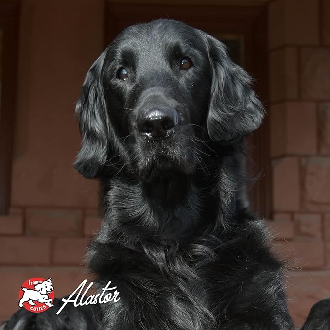 Fromm Four-Star Nutritionals Pork & Peas Dog Food - Premium Dry Dog Food - Pork Recipe - 12 lb - PAWPICO