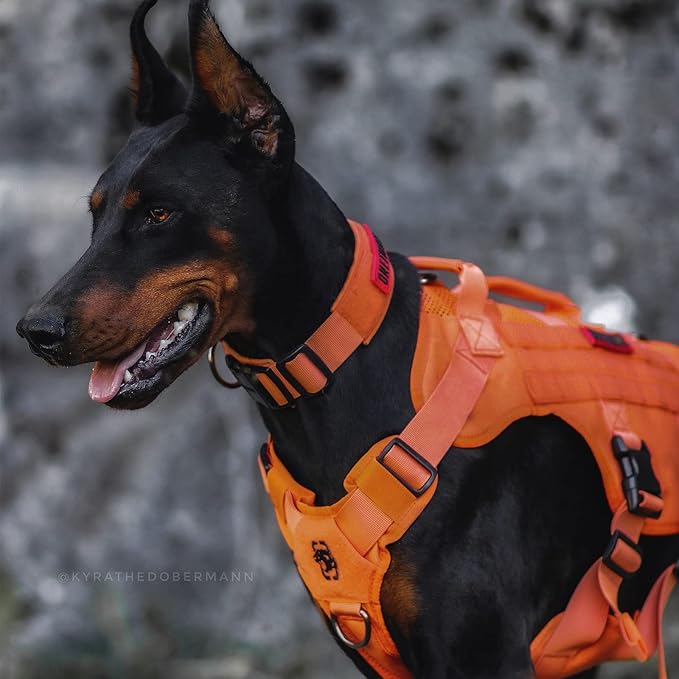 OneTigris Mesh Design Tactical No Pull Dog Harness for Large Dog, Breathable Service Dog Vest Harness with Handle, Military Dog Harness with Molle Panels for Walking Hiking Training (Orange, M) - PAWPICO