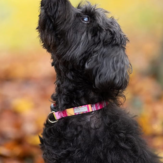 Lucky Love Dog, Colorful Stripes Dog Collar, Yellow, Pink, Blue Color Dog Collar, Cute Dog Collar for Girl Dogs - (Large, Molly Collar) LuckyLoveDog