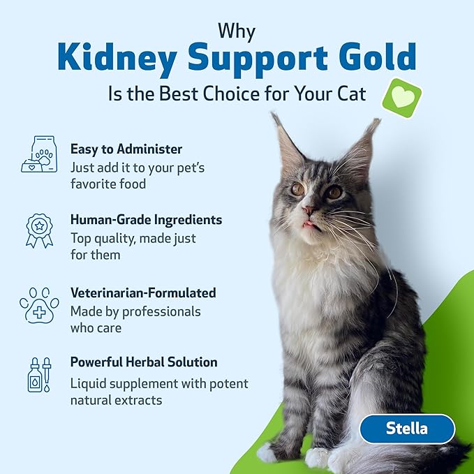 Pet Wellbeing Kidney Support Gold for Cats - Supports Healthy Kidney Function, Fluid Balance, Energy Levels, Rehmannia, Dong Quai - Veterinarian-Formulated Herbal Supplement 2 oz (59 ml) PetWellbeing