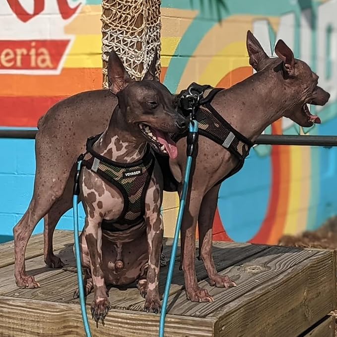 Voyager Step-in Air Dog Harness - All Weather Mesh, Reflective, No Pull Harness for Small, Medium Dogs, Cats - Secure with Hook & Loop Fastener, Buckle, Double D-Rings - Army/Black Trim, M BestPetSuppliesLLC