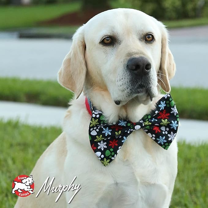 Fromm Four-Star Nutritionals Lamb & Lentil Dog Food - Premium Dry Dog Food - Lamb Recipe - 26 lb - PAWPICO