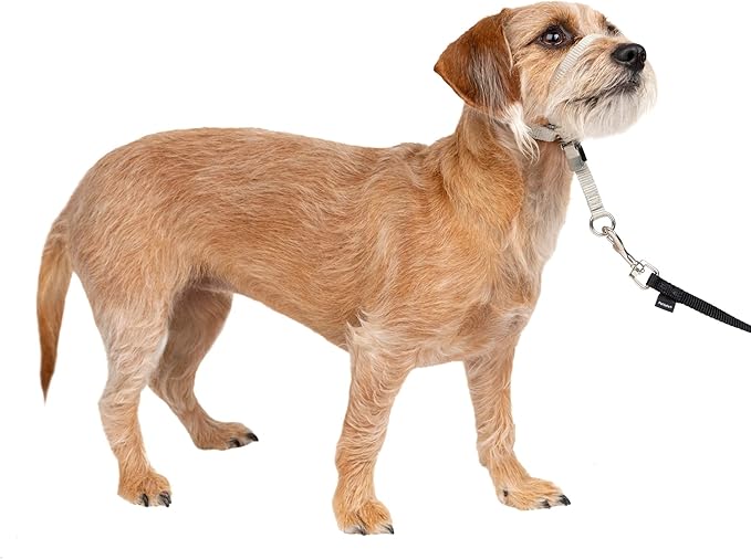PetSafe Gentle Leader No-Pull Dog Headcollar - The Ultimate Solution to Pulling - Redirects Your Dog's Pulling for Easier Walks - Helps You Regain Control - Small, Silver PetSafe