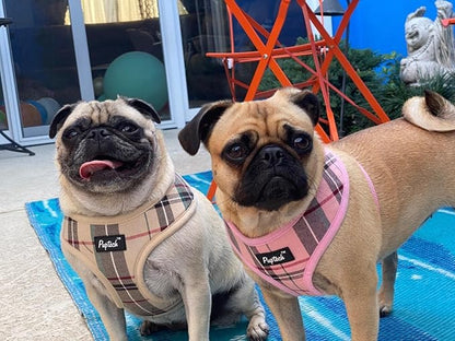 PUPTECK Soft Mesh Dog Harness and Leash Set Pet Puppy Cat Comfort Padded Vest No Pull Harnesses, Light Pink, L PUPTECK