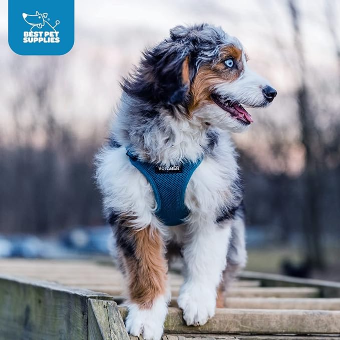 Voyager Step-in Air Dog Harness - All Weather Mesh, Reflective, No Pull Harness for Small, Medium Dogs, Cats - Secure with Hook & Loop Fastener, Buckle, Double D-Rings - Blue, M BestPetSuppliesLLC