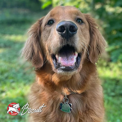 Fromm Four-Star Nutritionals Pork & Applesauce Dog Food - Premium Dry Dog Food - Pork Recipe - 12 lb - PAWPICO