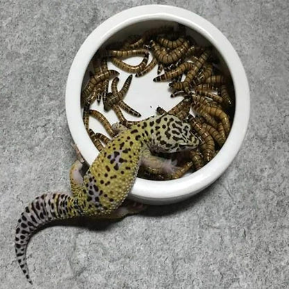 Tfwadmx 2 Pack Reptile Food Bowl, Mini Ceramic Water Feeder Bowl, Reptile Worm Feeding Dish for Lizard Turtle Bearded Dragon Anoles Crested Gecko Hermit Crab Leopard Gecko Chameleon Corn Snake Tfwadmx