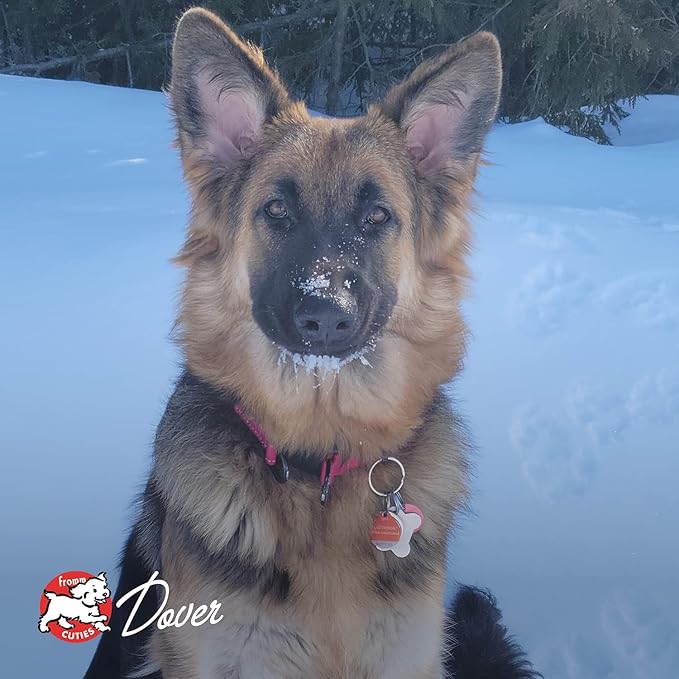 Fromm Four-Star Nutritionals Beef Frittata Veg Dog Food - Premium Dry Dog Food - Beef Recipe - 4 lb - PAWPICO