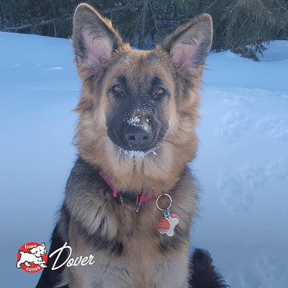 Fromm Four-Star Nutritionals Beef Frittata Veg Dog Food - Premium Dry Dog Food - Beef Recipe - 4 lb - PAWPICO