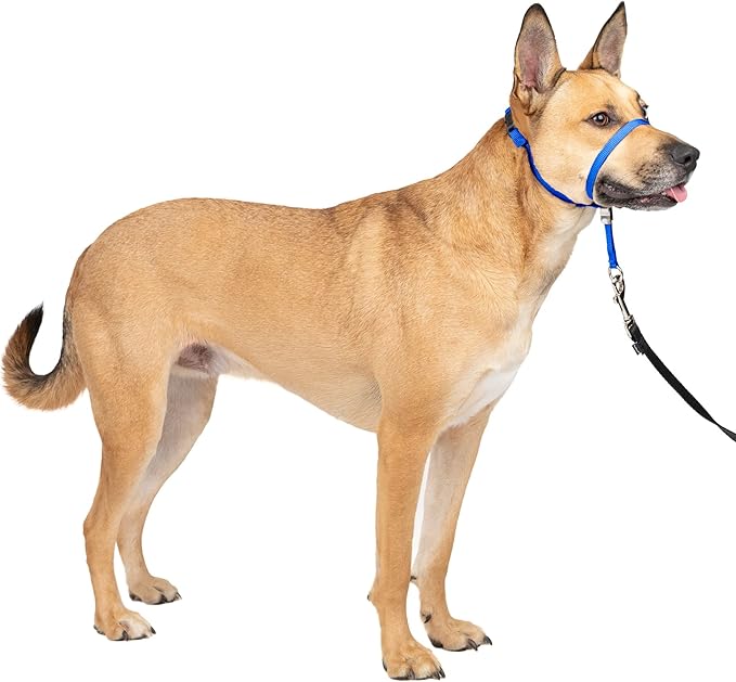 PetSafe Gentle Leader No-Pull Dog Headcollar - The Ultimate Solution to Pulling - Redirects Your Dog's Pulling for Easier Walks - Helps You Regain Control - Medium, Royal Blue PetSafe