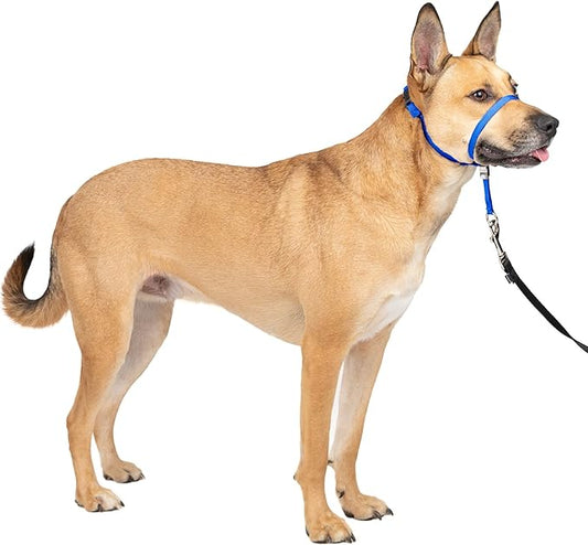 PetSafe Gentle Leader No-Pull Dog Headcollar - The Ultimate Solution to Pulling - Redirects Your Dog's Pulling for Easier Walks - Helps You Regain Control - Medium, Royal Blue PetSafe