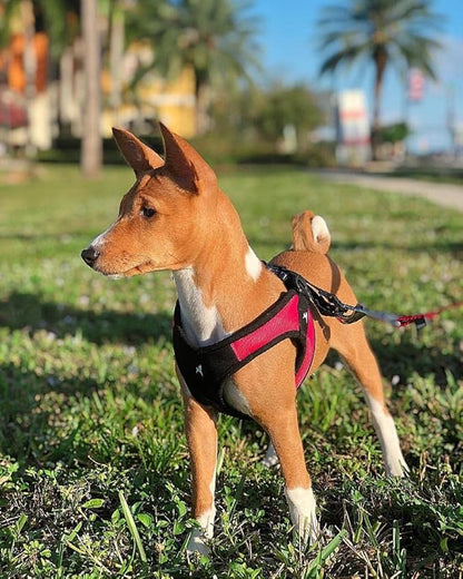 Gooby Escape Free Easy Fit Harness - Red, X-Small - No Pull Step-in Patented Small Dog Harness with Quick Release Buckle - Perfect On The Go No Pull Harness for Small Dogs or Medium Dog Harness Gooby