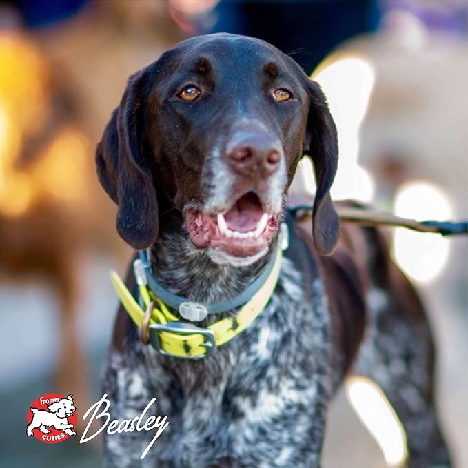 Fromm Gold Nutritionals Large Breed Adult Dry Dog Food, 30 lb - PAWPICO