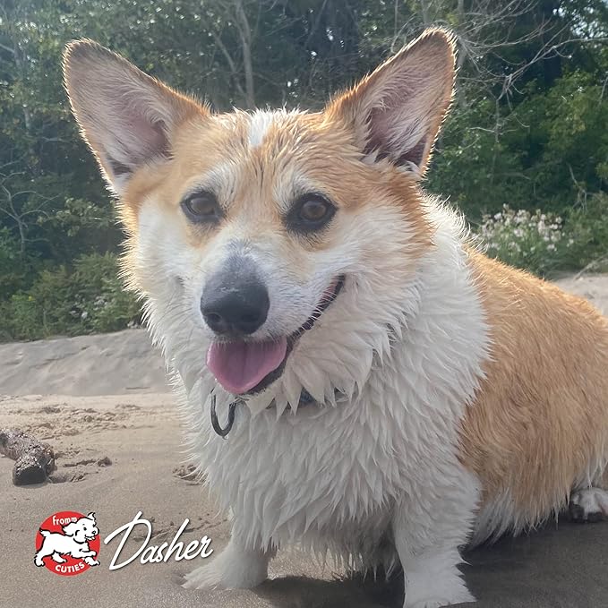 Fromm Four-Star Nutritionals Whitefish & Potato Dog Food - Premium Dry Dog Food - Whitefish Recipe - 26 lb - PAWPICO