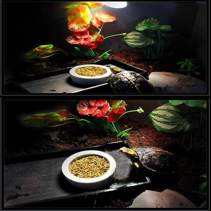 Tfwadmx 2 Pack Reptile Food Bowl, Mini Ceramic Water Feeder Bowl, Reptile Worm Feeding Dish for Lizard Turtle Bearded Dragon Anoles Crested Gecko Hermit Crab Leopard Gecko Chameleon Corn Snake Tfwadmx
